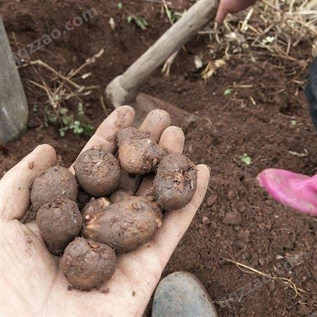 珠芽魔芋 可提供技术指导 高海拔地区产物 一代 抗病能力强