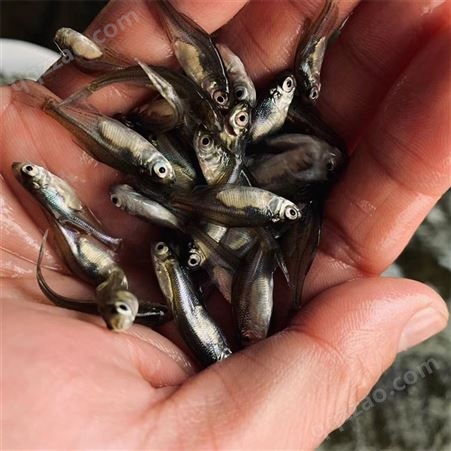 蓝飞鱼 人工养殖 团头鲂鱼苗 存活率比较高 水产种苗
