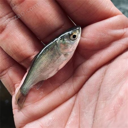 蓝飞鱼 人工养殖 团头鲂鱼苗 存活率比较高 水产种苗