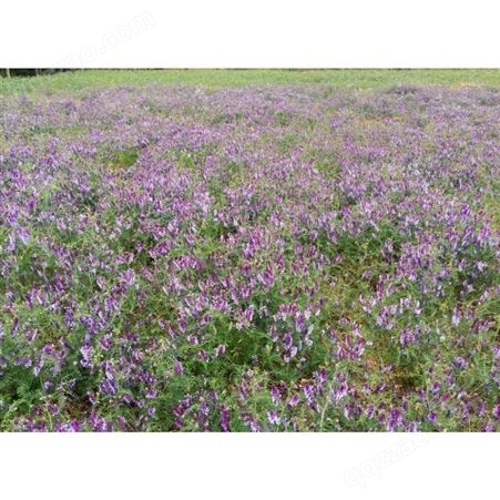 绿肥种子供应光叶紫花苕 光叶观赏花紫花苕种子