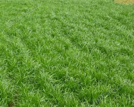 紫羊茅护坡绿坡草种种子易种植发芽快诚招代理可指导种植耐寒