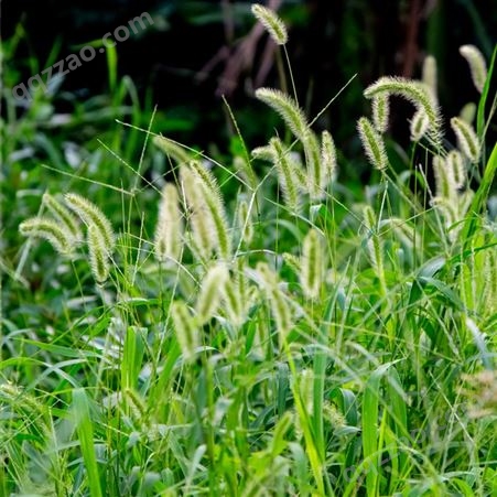 夏季草籽狗尾草草种籽耐热耐高温耐旱耐贫瘠护坡绿化复绿草坪种子